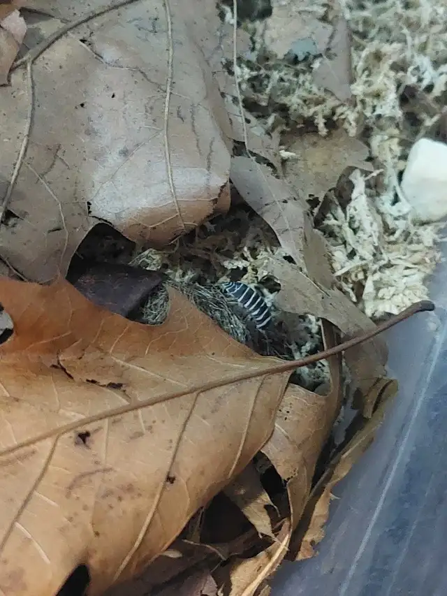 Isopods, Terrestrial & Freshwater in Other Pets for Rehoming in Calgary - Image 5