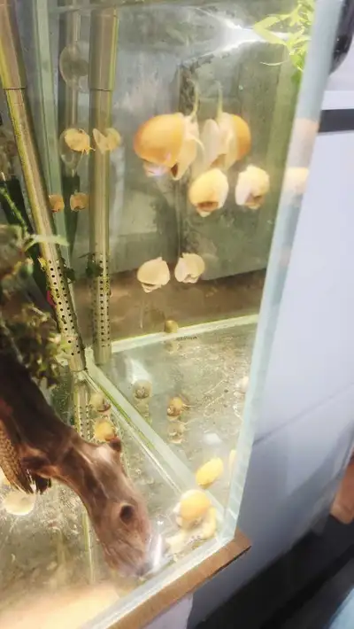 mystery snails, View more