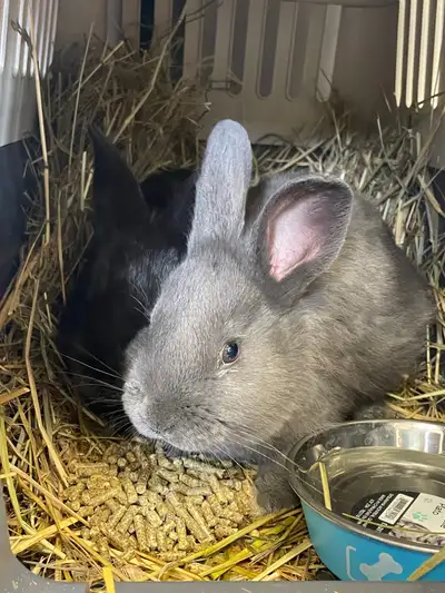 New Zealand Rabbits Black/Blue, View more