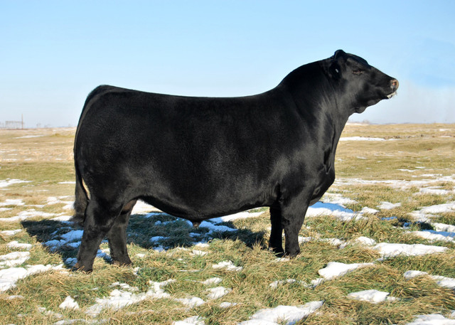 Bulls for sale (private treaty) in Livestock in Swift Current - Image 3
