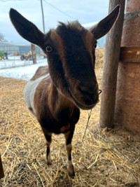 Milking goats *sppu*