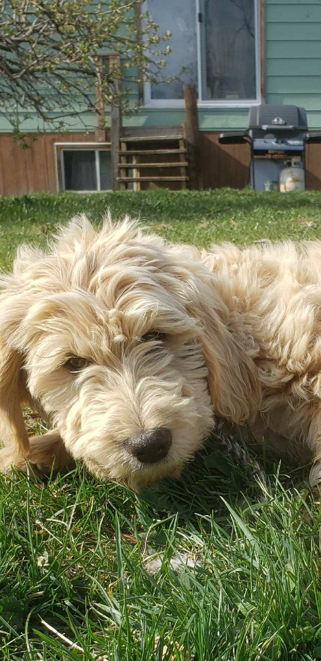  Golden doodle puppy. Last one left!!❤ in Dogs & Puppies for Rehoming in Burnaby/New Westminster