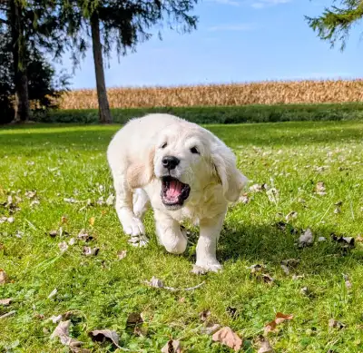 GOLDEN RETRIEVER, View more