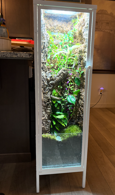  Custom Bioactive Mourning Gecko Enclosure + Colony, View more