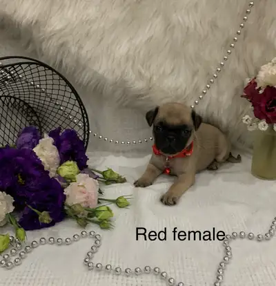 Purebred pugs, View more