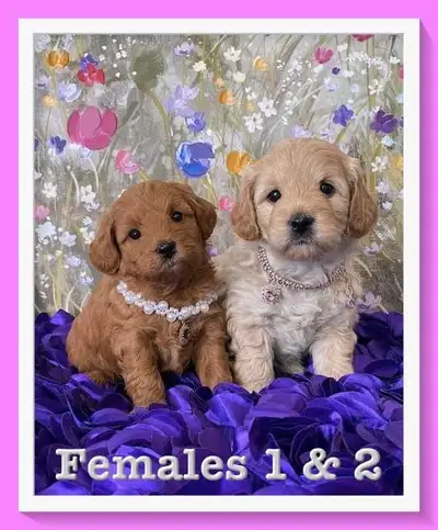 Out of the four females, I still have one spot open for the last female. Picking day is June 21st an...
