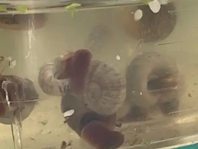 Ramshorn snails, View more