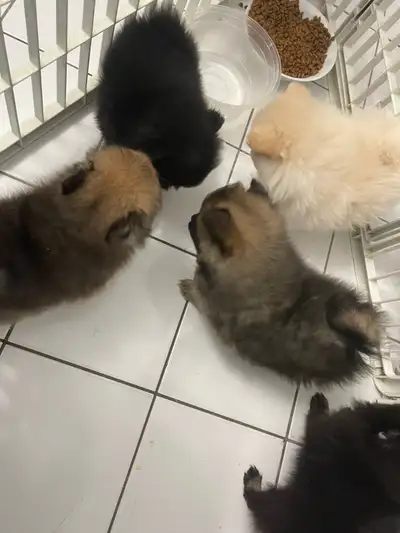 Prête à partir maintenant pomeraniens femelles 5 ans, View more