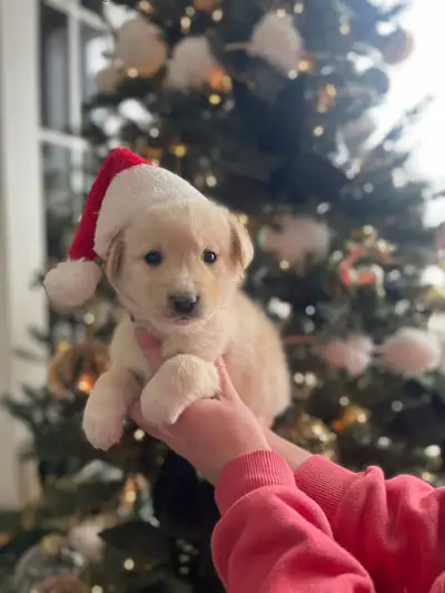 ONE female Husky/ Golden Retriver puppy looking for a new home. She was born November 9, 2025, so sh...
