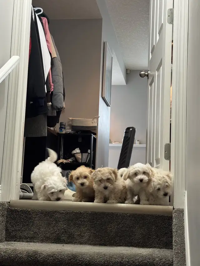 ready for rehoming puppies 2months old in Dogs & Puppies for Rehoming in Edmonton - Image 4