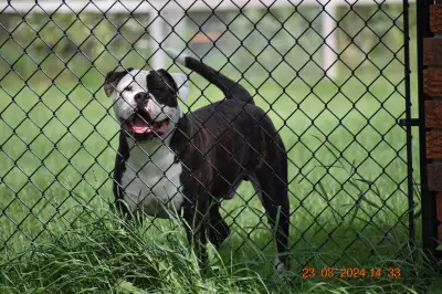 PUREBRED AMERICAN BULLDOG MALE, View more