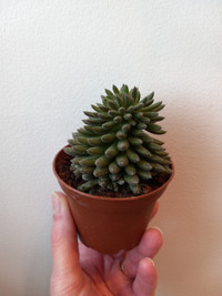 Plante d'intérieur sinocrassula yunnanensis