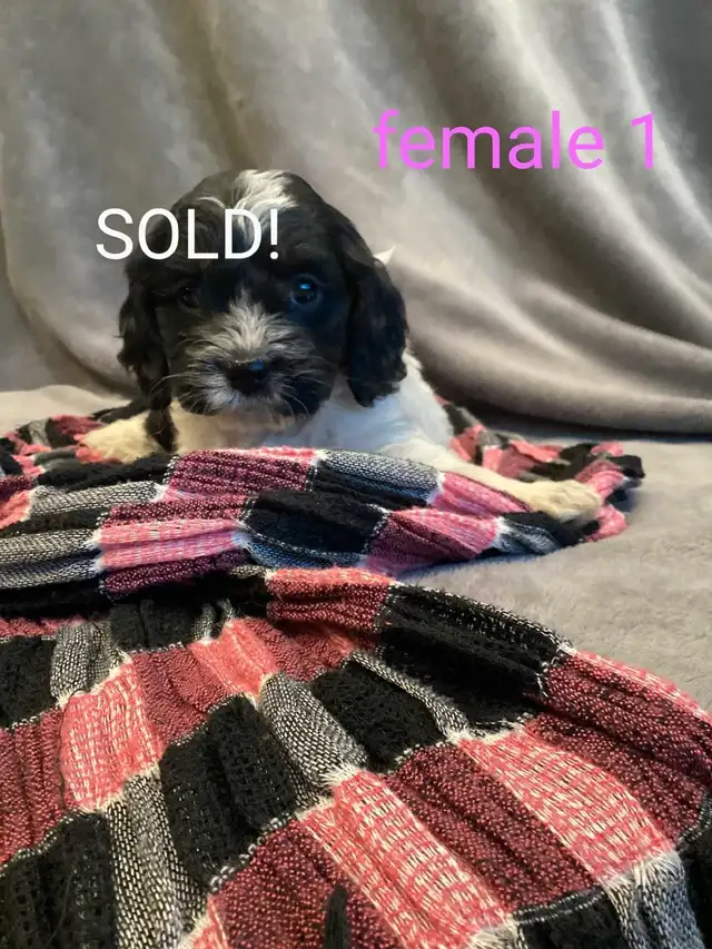 Cockapoo puppies for sale! in Dogs & Puppies for Rehoming in Burns Lake - Image 3