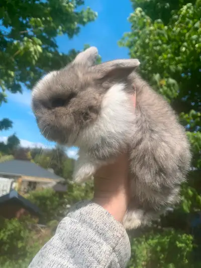 Beautiful Holland Lop bunnies for sale, View more