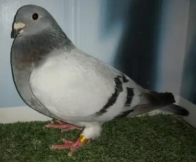 Pigeon Show Homer femelle FE298, View more