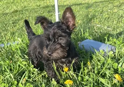 We have one beautiful male left! Dad is purebred Yorkshire terrier Mom is Scottie/yorkie. He was bor...