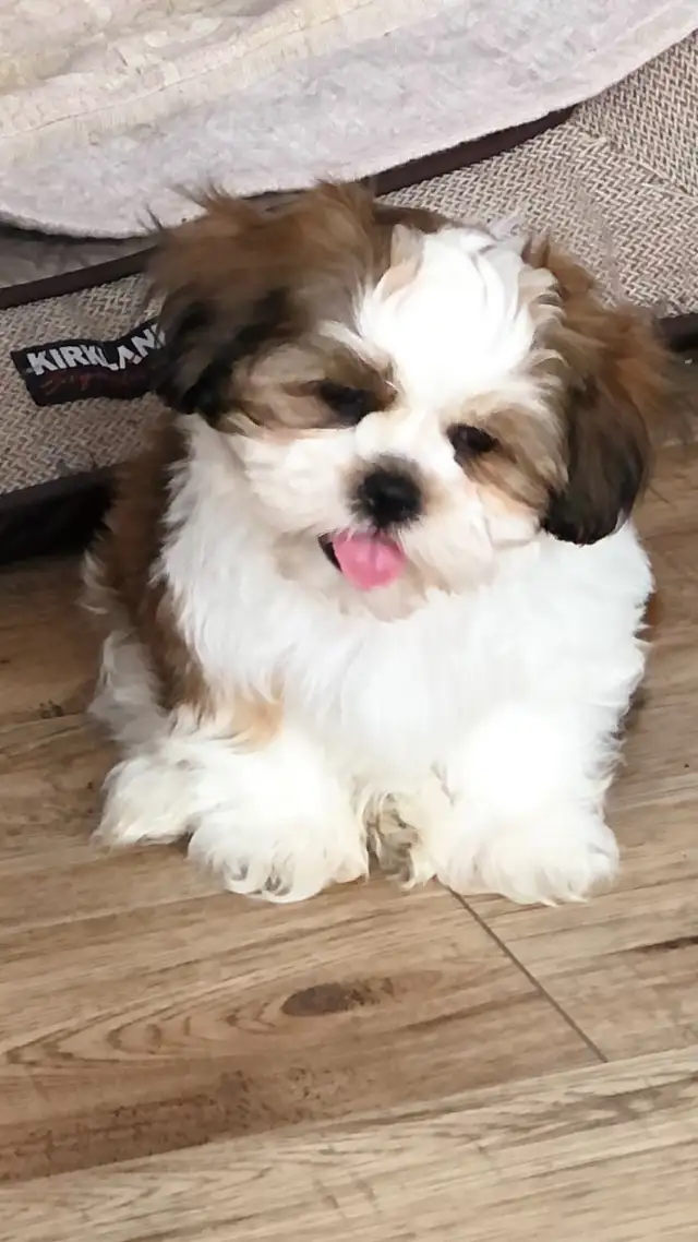 Chiot shih-tzu mix à adopter. in Dogs & Puppies for Rehoming in Laval / North Shore - Image 10