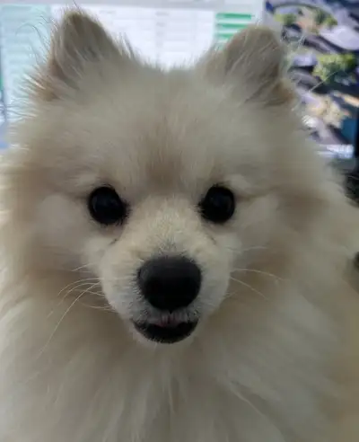 Need to rehome my year old Pomeranian. He's a happy and energetic bundle of joy that loves to spend...