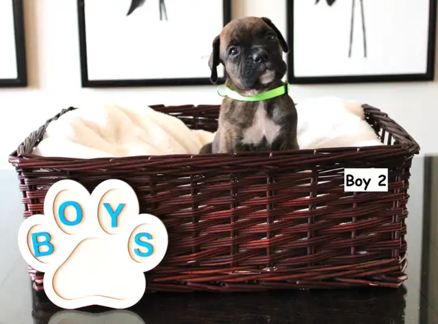 Purebred Boxer Puppies! - 4 Left in Dogs & Puppies for Rehoming in Mississauga / Peel Region - Image 7
