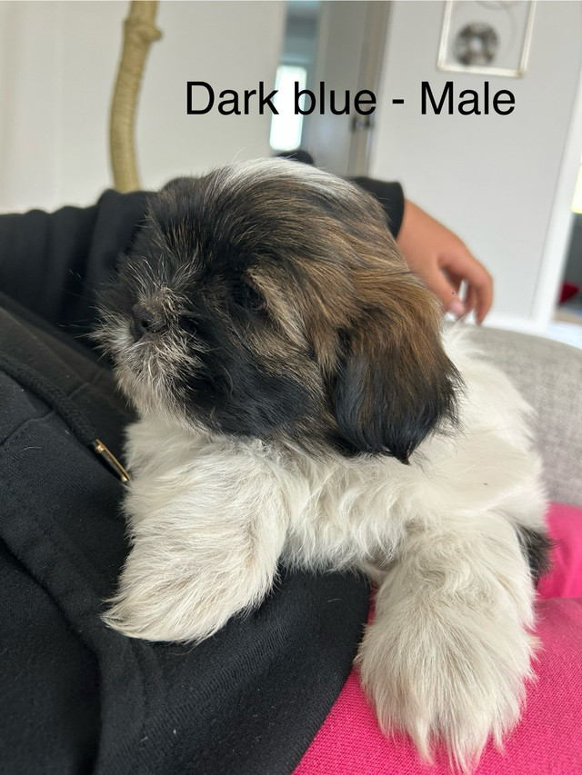 Shihtzu puppies ❤️ in Dogs & Puppies for Rehoming in Abbotsford - Image 3
