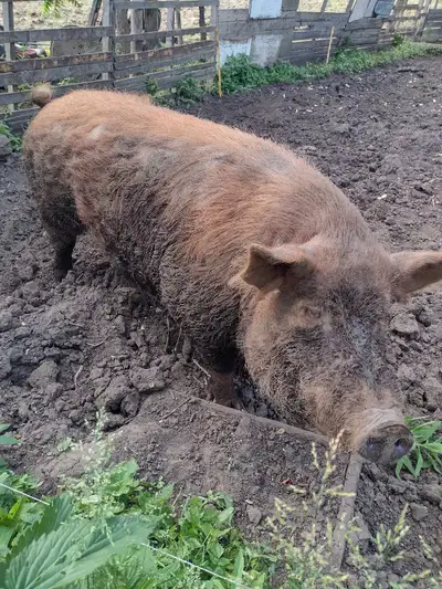 Tamworth Boar, View more