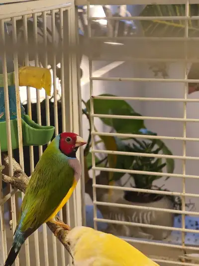 Gouldian Finch (close to metrotown), View more