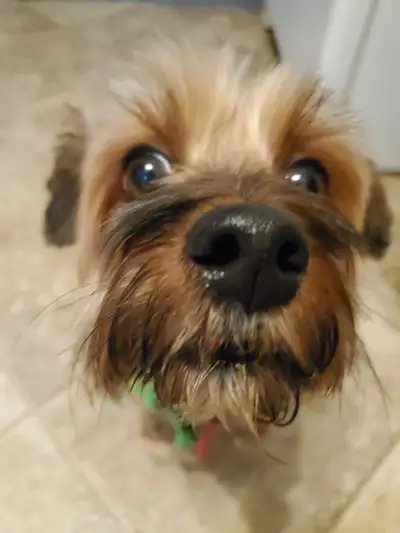 small dog breed sitting in our home, View more