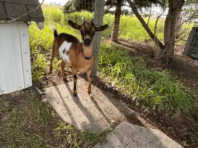 Nigerian Goats (Dairy), View more
