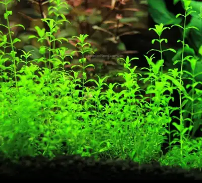 Pearl weed aquarium plant, View more