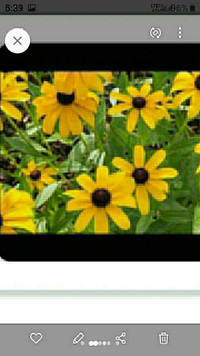 5$ only- save 15$ Tall coneflower Grows yearly 
