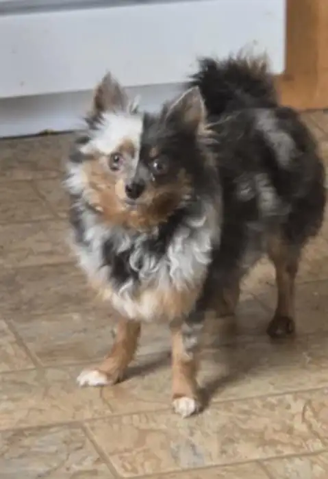 POMERANIAN PUPS ...READ FULL AD. TEX ONLY in Dogs & Puppies for Rehoming in Strathcona County - Image 8