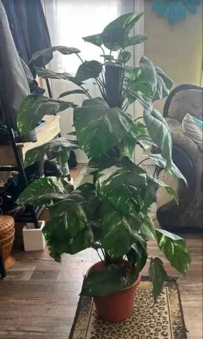 Large, artificial Philodendron Birkin. Beautiful variegation. Planted in a terracotta pot. Great add...
