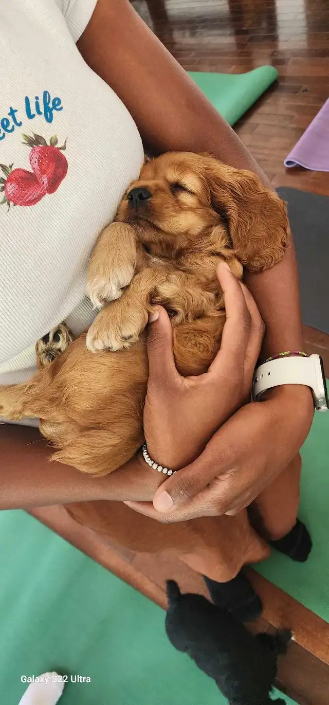 American Cocker Spaniel Puppies SOLD in Dogs & Puppies for Rehoming in St. Catharines - Image 2