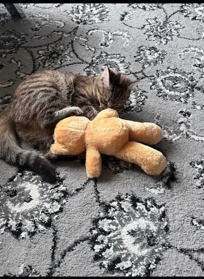  Kitten tabby , View more