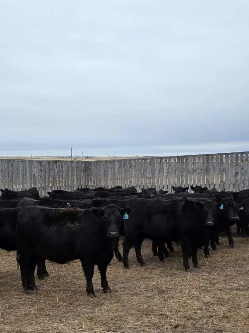 50 Black Angus Bred Heifers!! Quiet & use to being handled! Weighing approx 1100lbs+ Bulls out June...