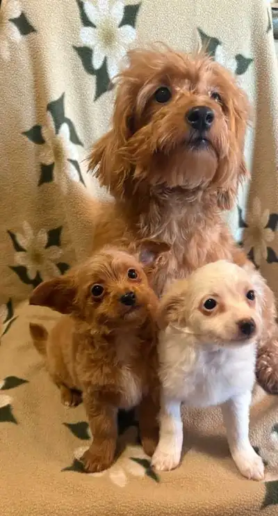 Poodle Chihuahua Pups $650, View more