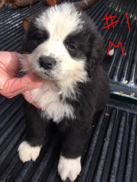Sweet, loving Bernese X Puppies looking for their forever home