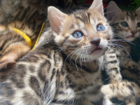 Purebred Bengal kittens 