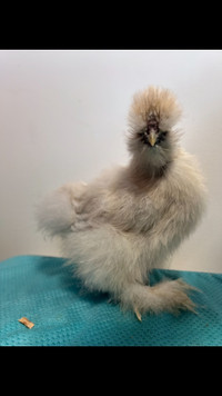 Bearded Silkie eggs available for hatching,  also polish