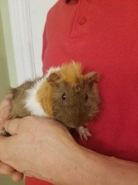 Baby guineapig (girl) 