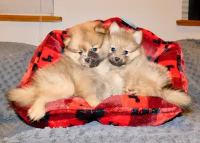 Pomeranian puppy(437-734-9480), View more
