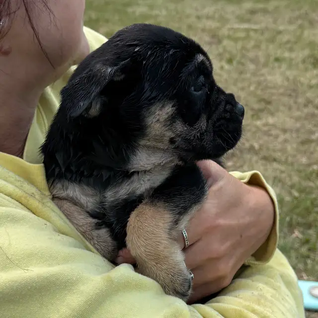 English bull dogs in Dogs & Puppies for Rehoming in Edmonton - Image 6