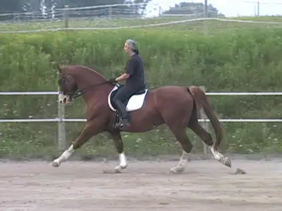 2 stalls available with full board, View more