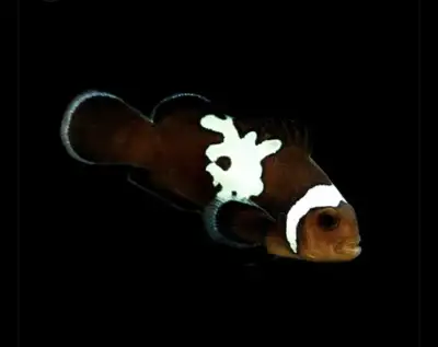 Midnight Lightening Clownfish, View more