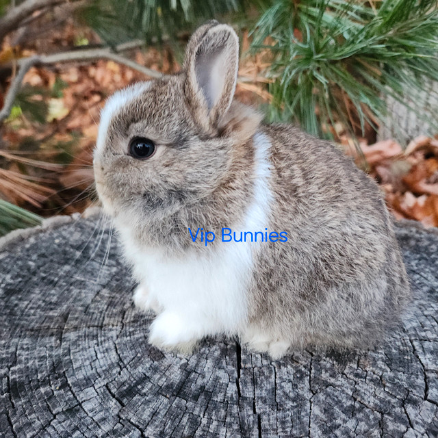 EXTRAORDINARY NETHERLAND DWARF, HOLLAND LOP,  ANGORA BUNNIES in Small Animals for Rehoming in North Bay - Image 4