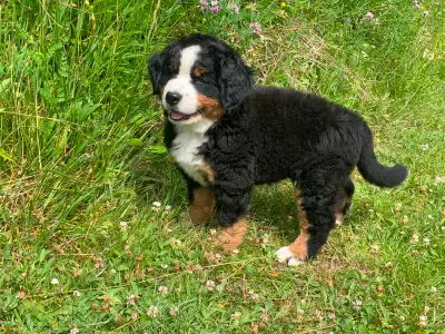 Bernese Mountian Dog puppy for sale, View more