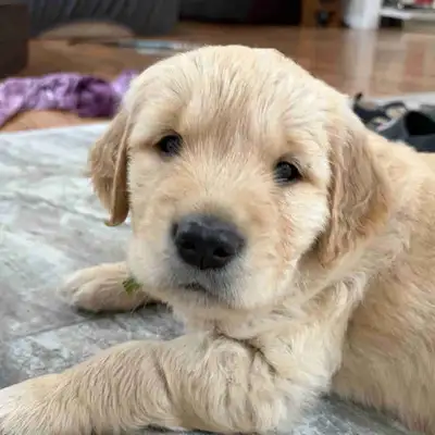 Golden Retriever Puppies, View more