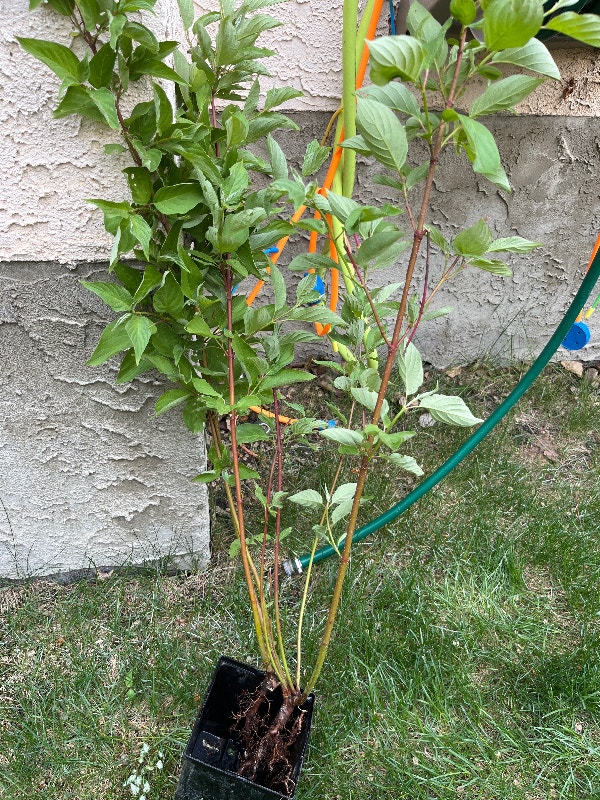 Dogwood shrub Plants, Fertilizer & Soil Calgary Kijiji