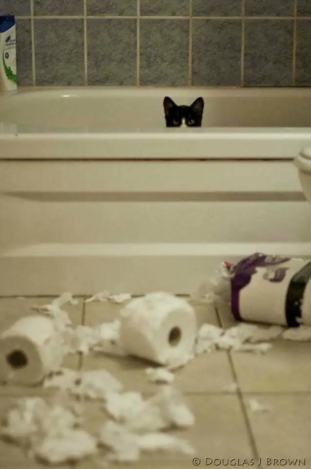 Cleaning64959958579715120