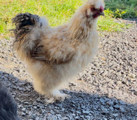 Silkie rooster and polish rooster